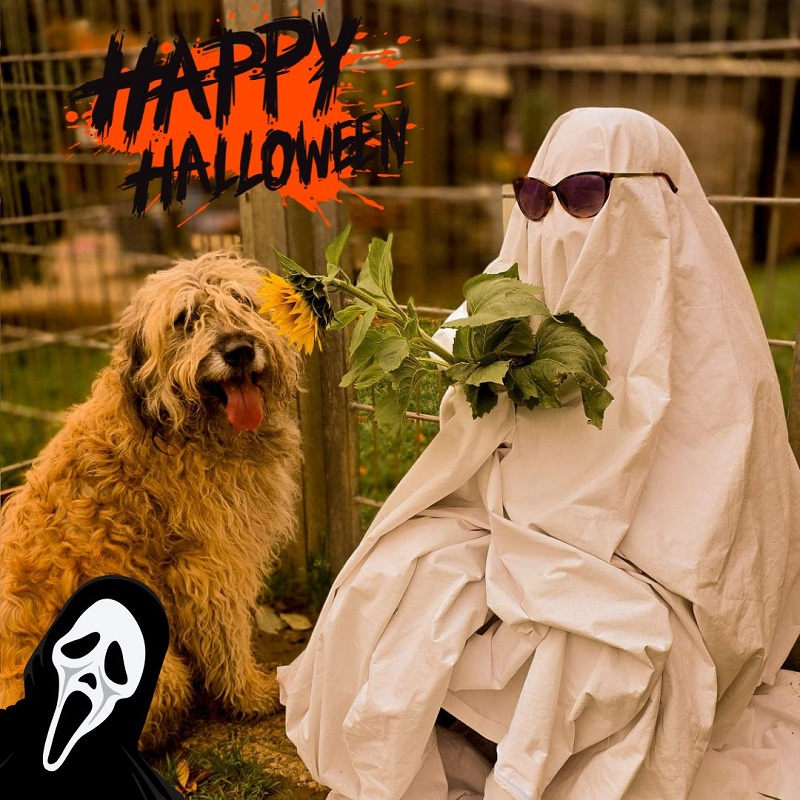 Halloween Tierheim Geist Aktion