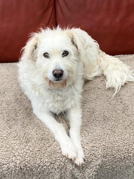 Hündin Betty Rumänien Sara´s Legacy