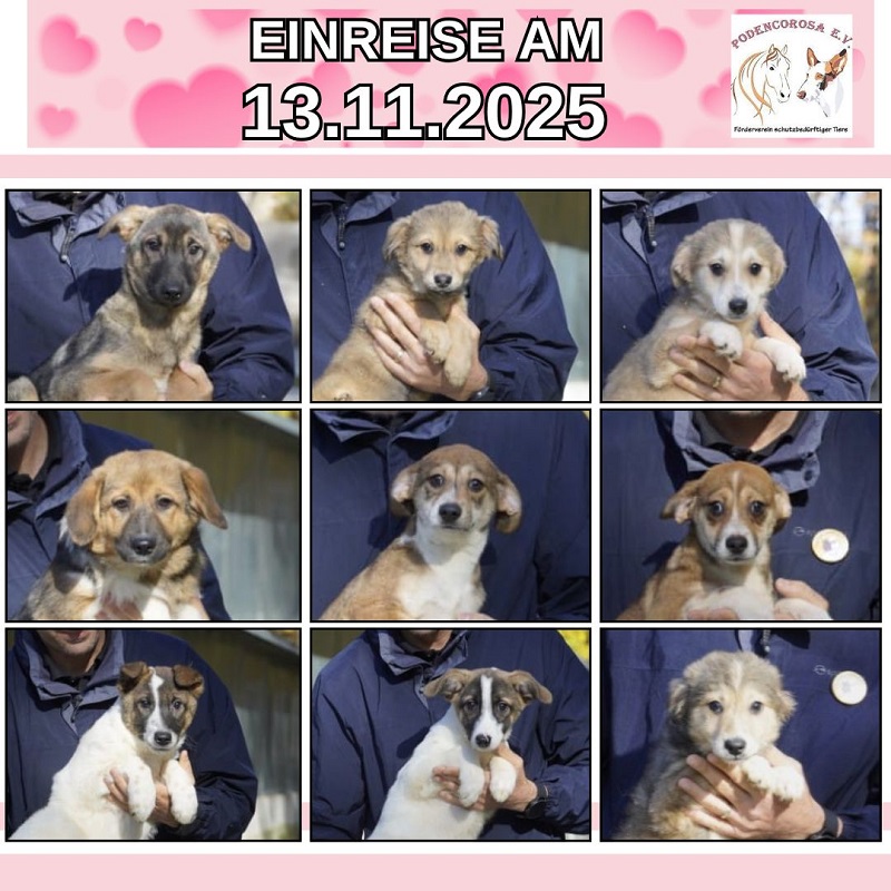 gelb und weiß Webinar Einladung Ankündigung Instagram-Beitrag (1)