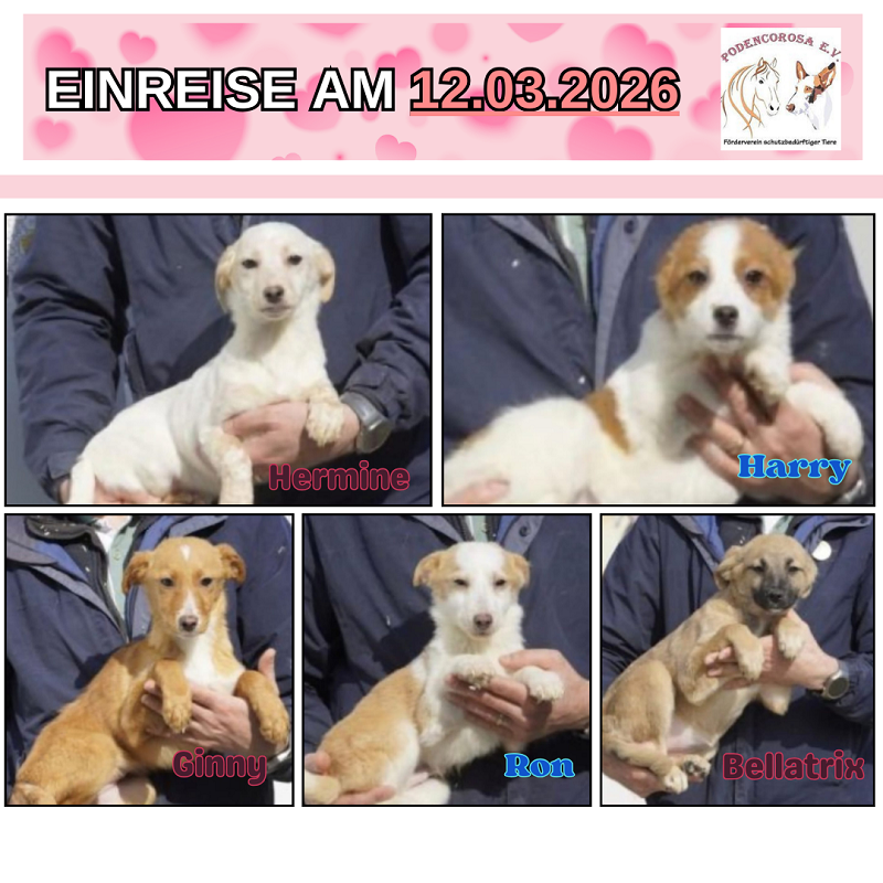 gelb und weiß Webinar Einladung Ankündigung Instagram-Beitrag (12)