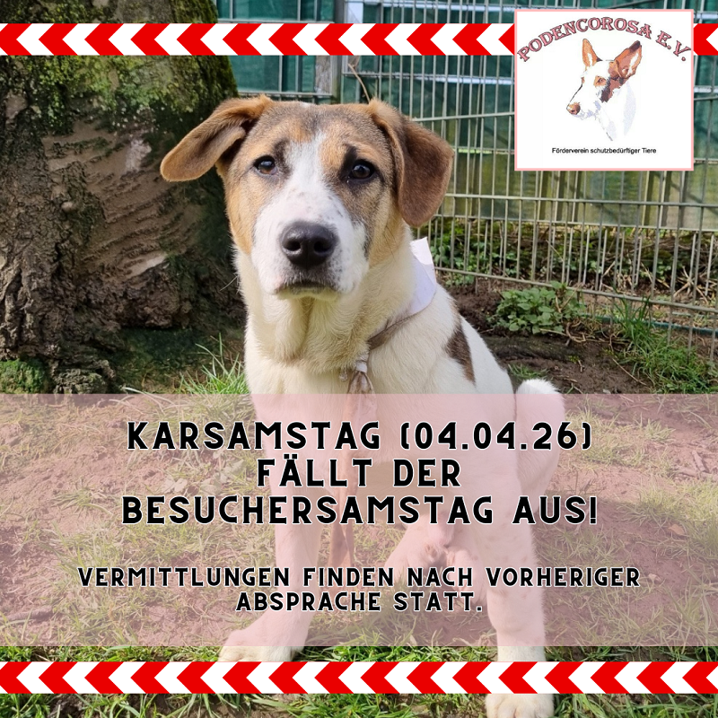 gelb und weiß Webinar Einladung Ankündigung Instagram-Beitrag (20)